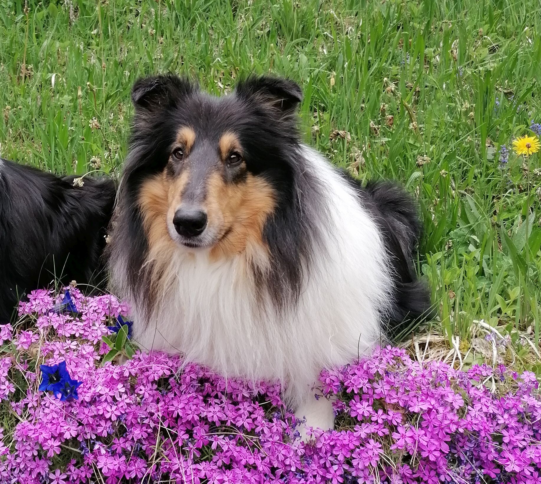 Cleo Blumen